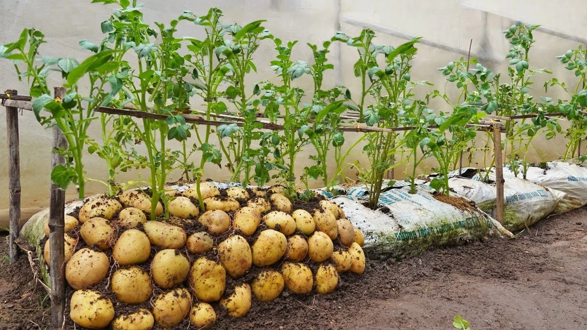 Proč letos zasadit brambory právě takto: Tajemství obřích sklizní - image 2