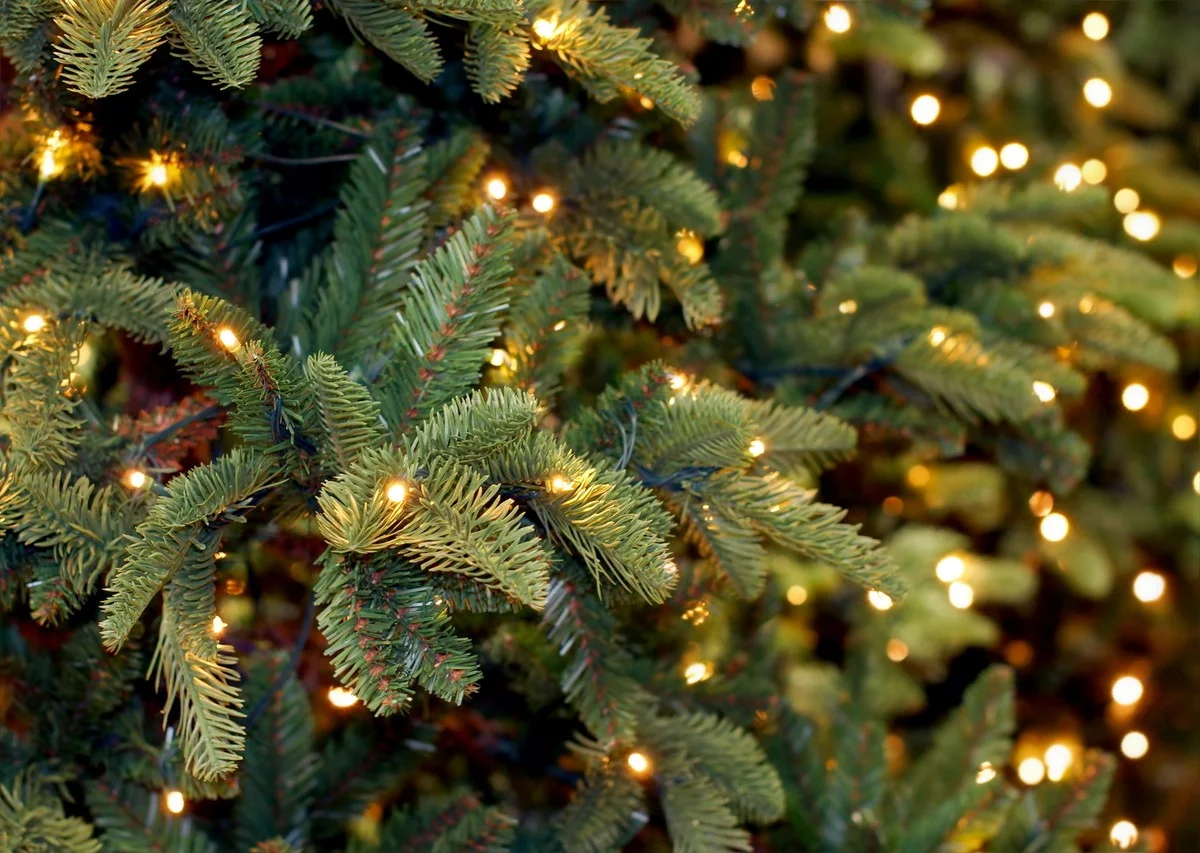 Proč zkušení Češi dělají po Vánocích jedinou věc: Páska vyčistí koberec od jehličí za 5 minut - image 2