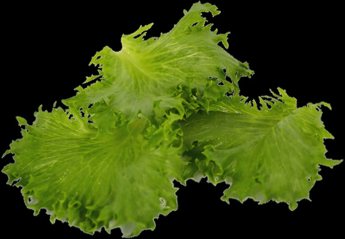 Dvě chyby, kterými zničíte salát během 15 minut: Jak vybrat správný listový základ, aby vydržel celý večer - image 2