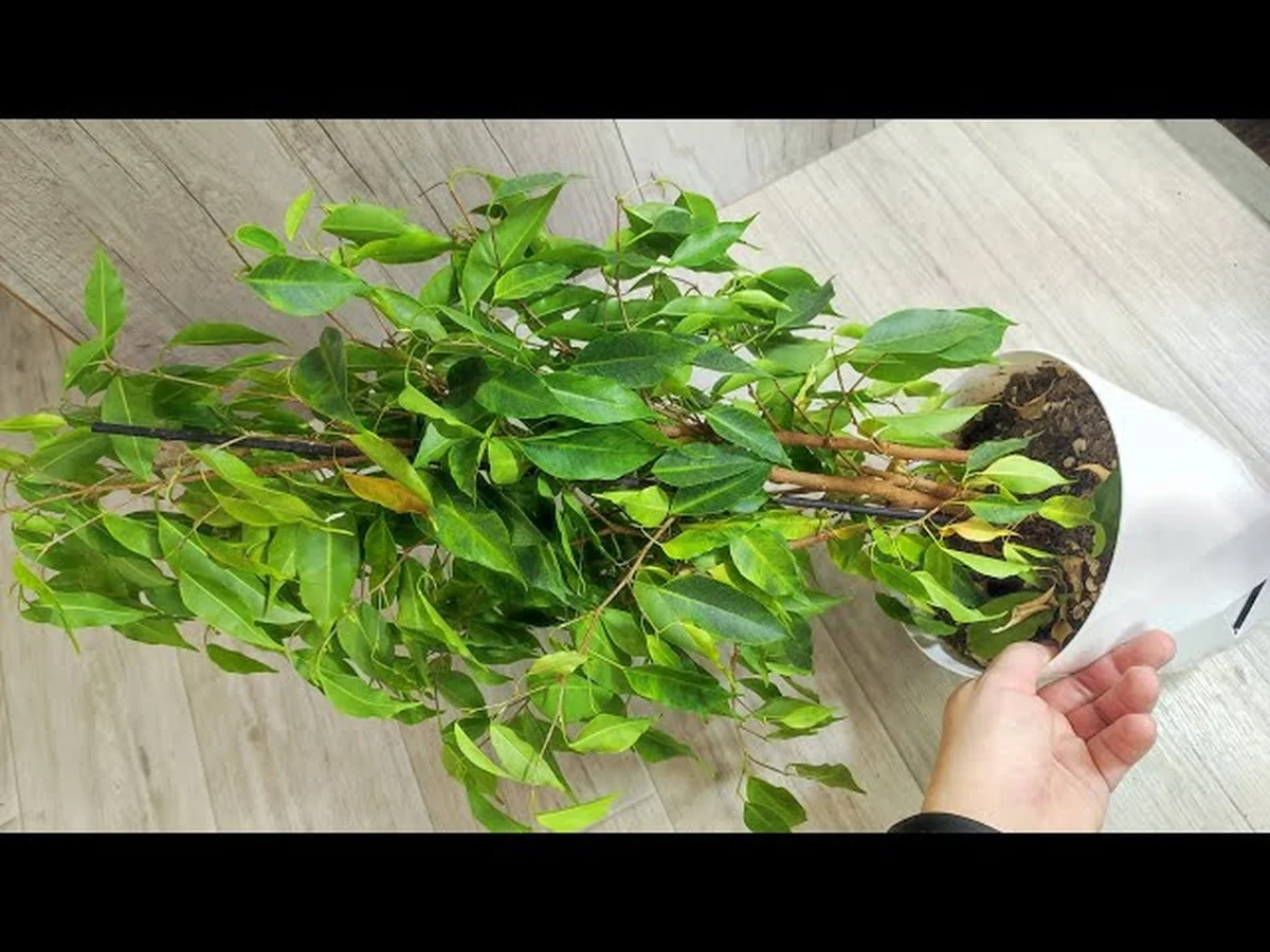 Proč se zkušeným pěstitelům vrátí Ficus do džunglového stavu, když namočí kořeny do tohoto roztoku - image 1