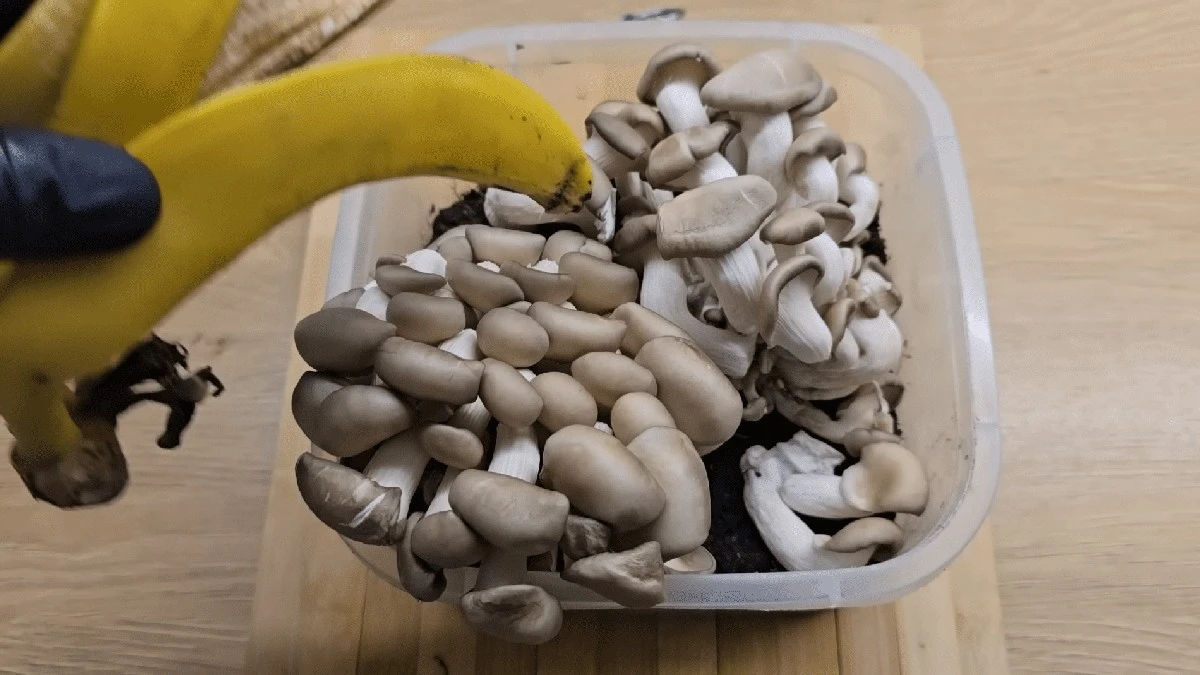Jedna slupka od banánu pod houby změní váš parapet v úrodu 3 kg hlívy.