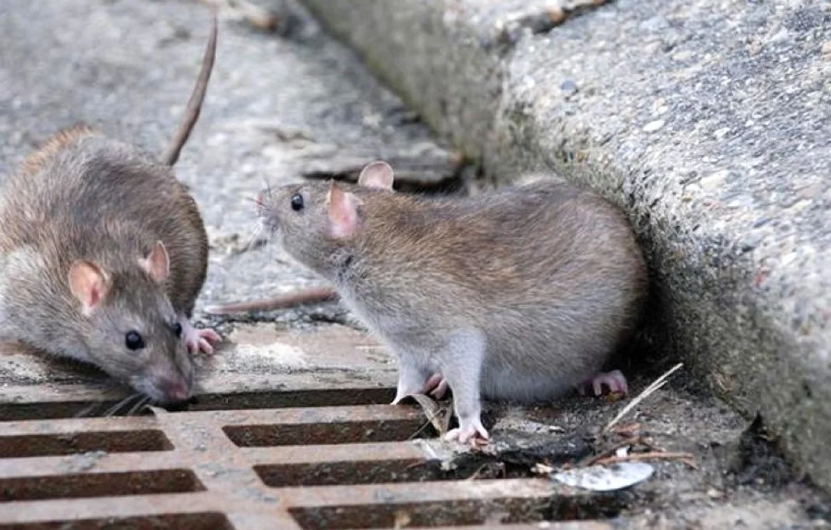 Tři spreje octového roztoku, po kterých myši zmizí: Recept bez chemie a zdarma, který mi ukázal dědeček