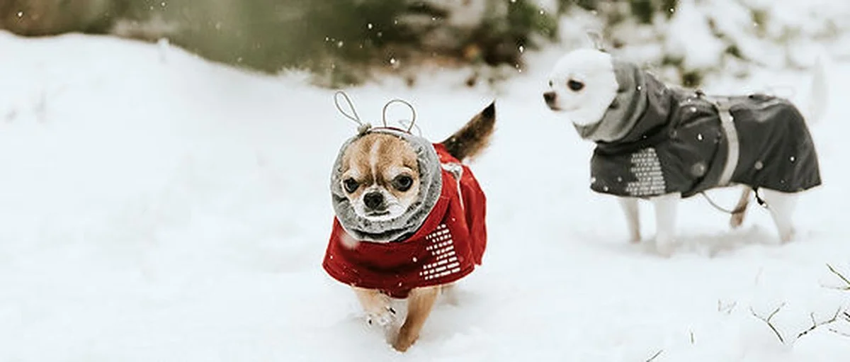 Čtyři plemena psů, která nesnáší sníh: Veterináři radí, jak je v zimě dostat ven - image 1