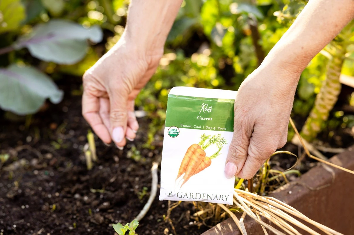 10 tipů pro pěstování mrkve ze semínka: dosáhněte sladší úrody - image 1