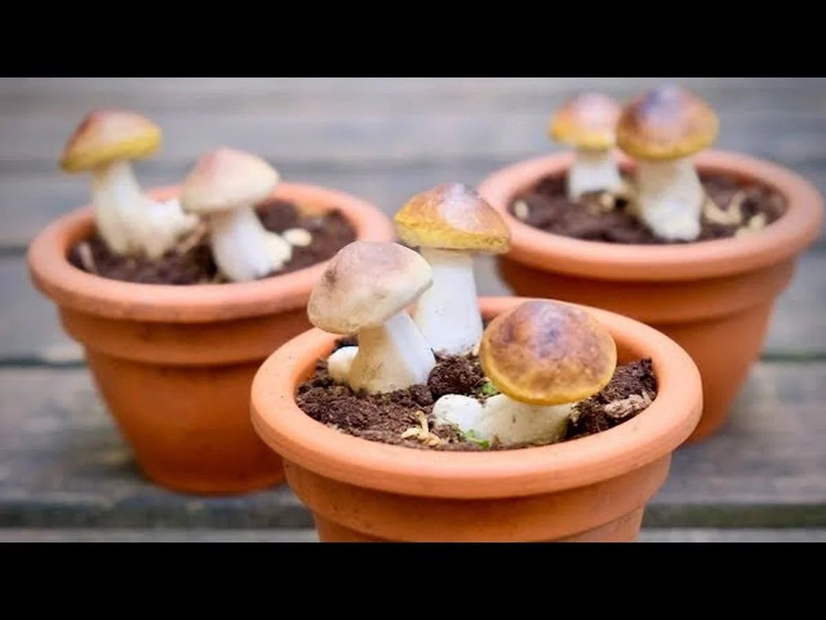 Staré hřiby namočím do tohoto roztoku a za rok mám vlastní hřibovnu - image 2