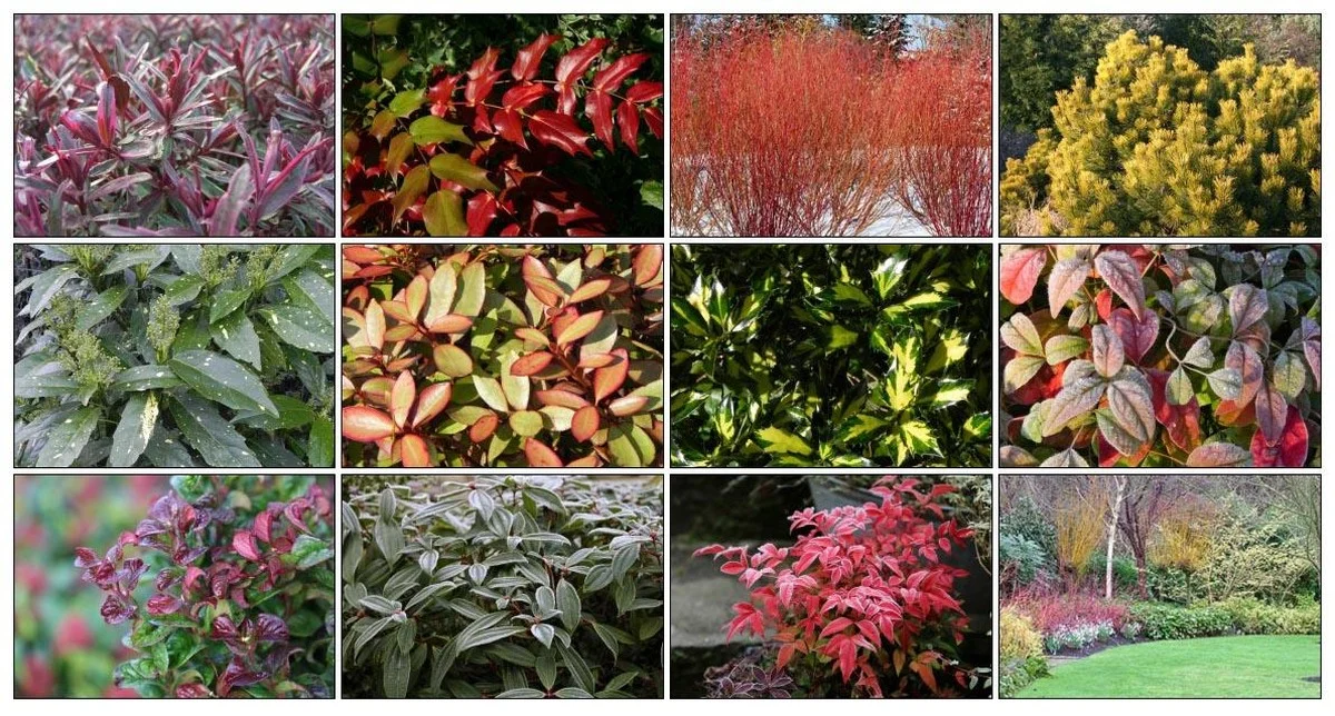 Těchto 21 neopadavých keřů zajistí, že vaše zahrada bude mít barvu i v lednu - image 1