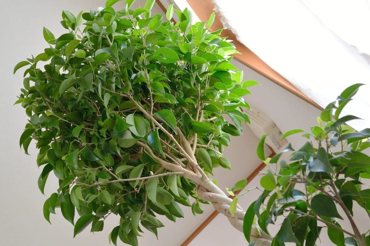 Proč se zkušeným pěstitelům vrátí Ficus do džunglového stavu, když namočí kořeny do tohoto roztoku