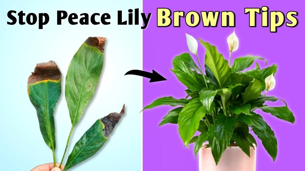 prochnednouspic-extra-1.webp Proč hnědnou špičky listů lopatkovce? 3 skryté chyby, na které amatéři zapomínají - image 1