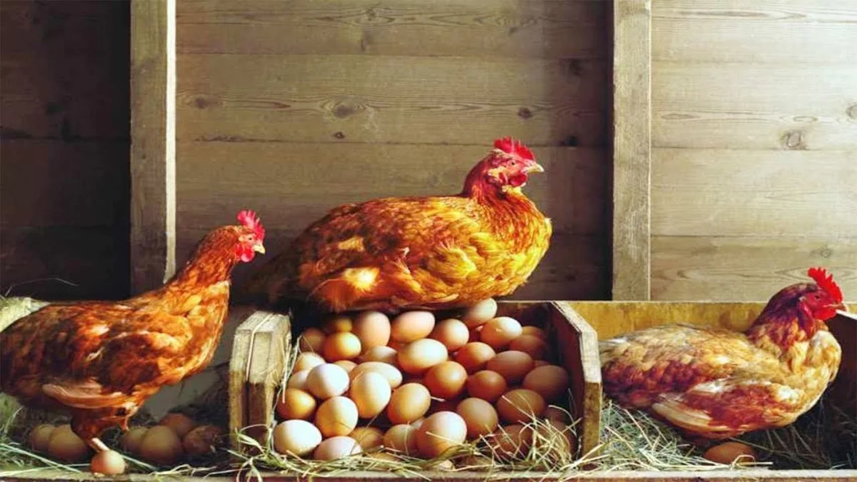 Starý způsob, jak vyhřát kurník za pár korun: Moje babička ho zná od mládí a funguje i v mrazu