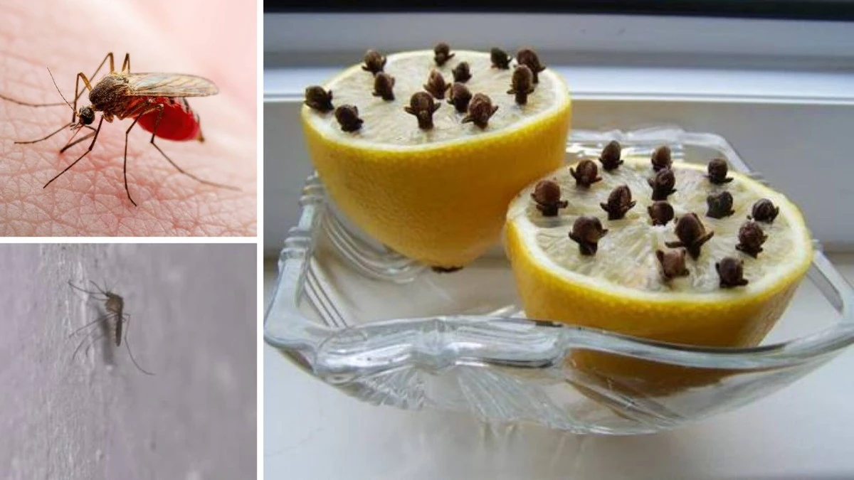 Postavte napůl rozkrojený citron s hřebíčkem na okno. Komáři zmizí do druhého dne.