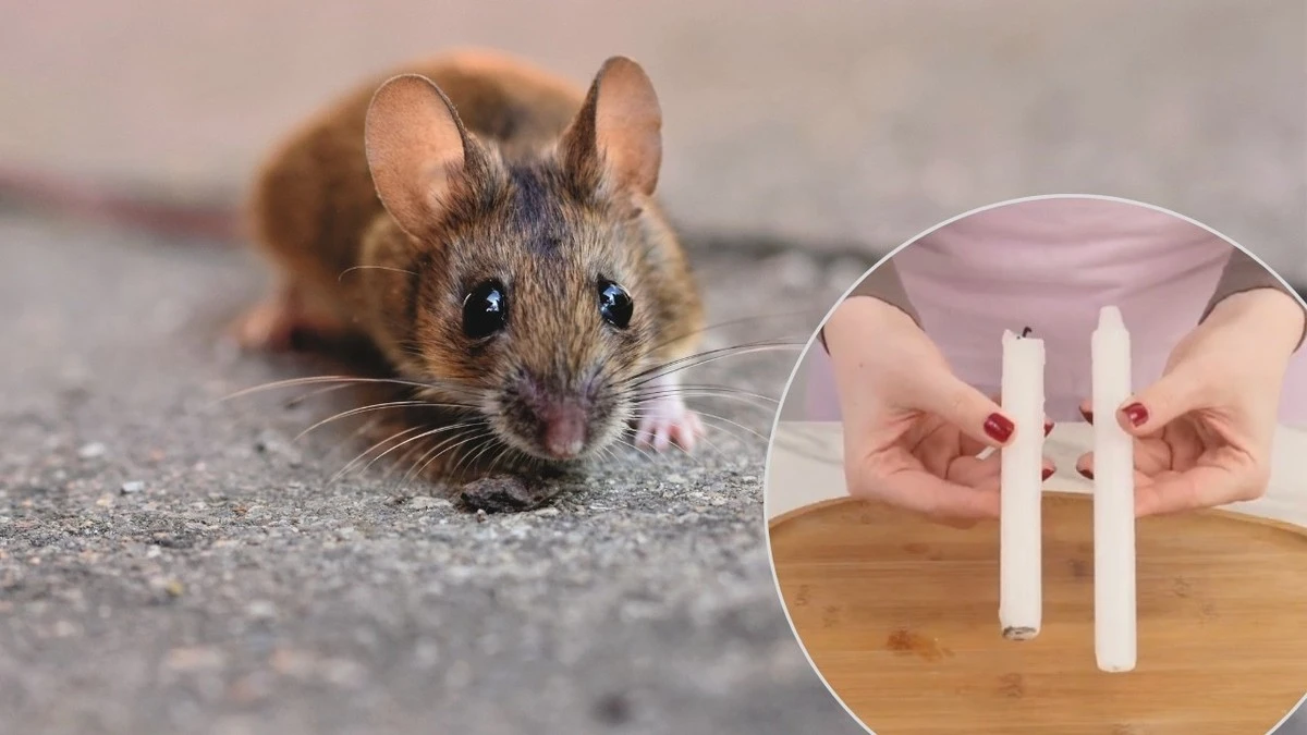 Babička mi ukázala trik s jednou svíčkou proti hlodavcům – a funguje to! - image 1