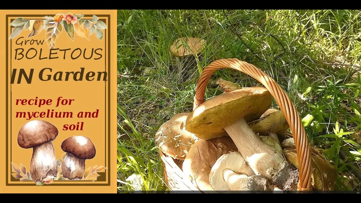 Tři důvody, proč zkušení houbaři namočí staré kloboučky hub do vody (a za rok sbírají hřiby na zahradě) - image 2