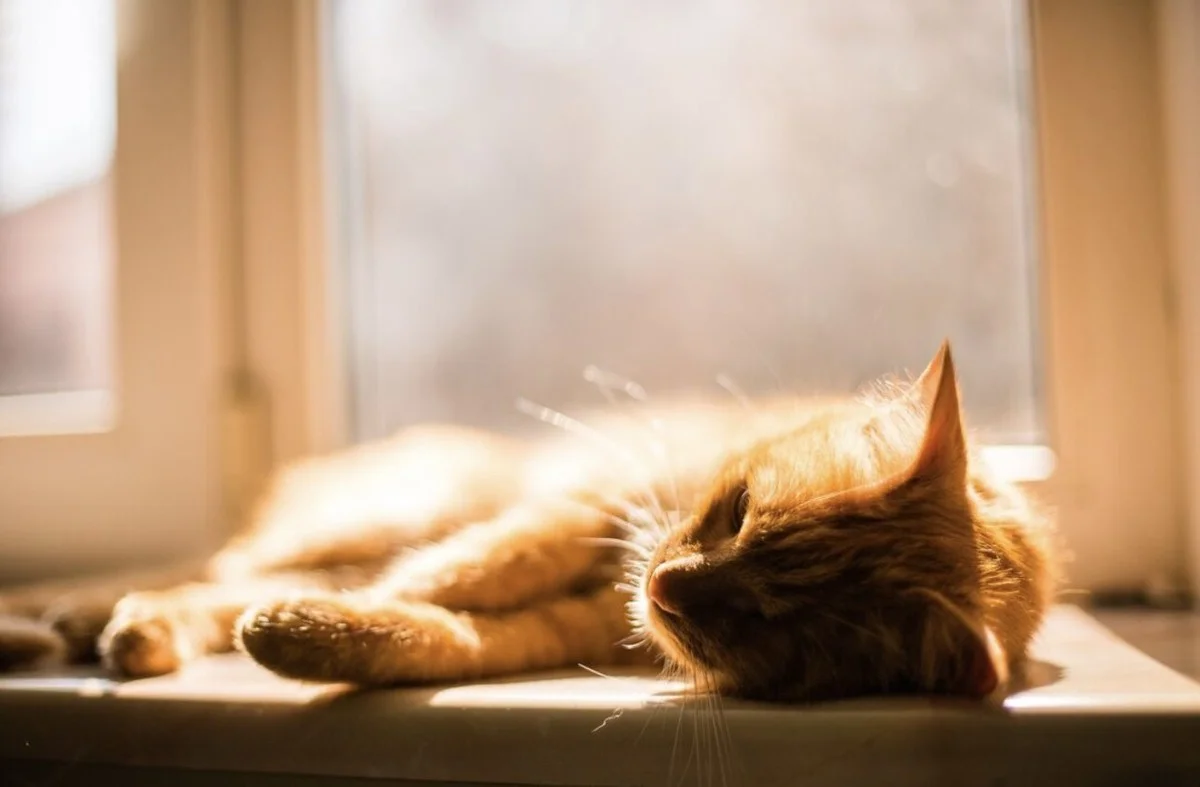 Zimní hádanka: Čtyři věci, které musí zahrádkář zkontrolovat, když kočka spí v prosinci na parapetu