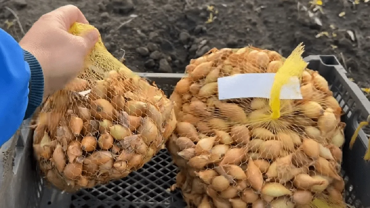 Proč zkušení zahrádkáři nikdy nevyhazují síťky od cibule: 3 triky, které ušetří peníze