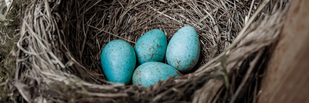 Zimní trik z farmy: tajná přísada v obilí, která rozduní snášku víc než v létě - image 2