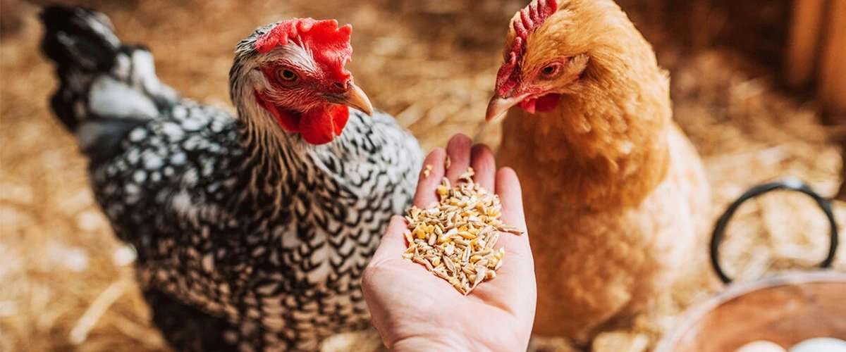 Proč vaše slepice v zimě nesou vajíčka jako v létě: Tajemná přísada do krmiva - image 2