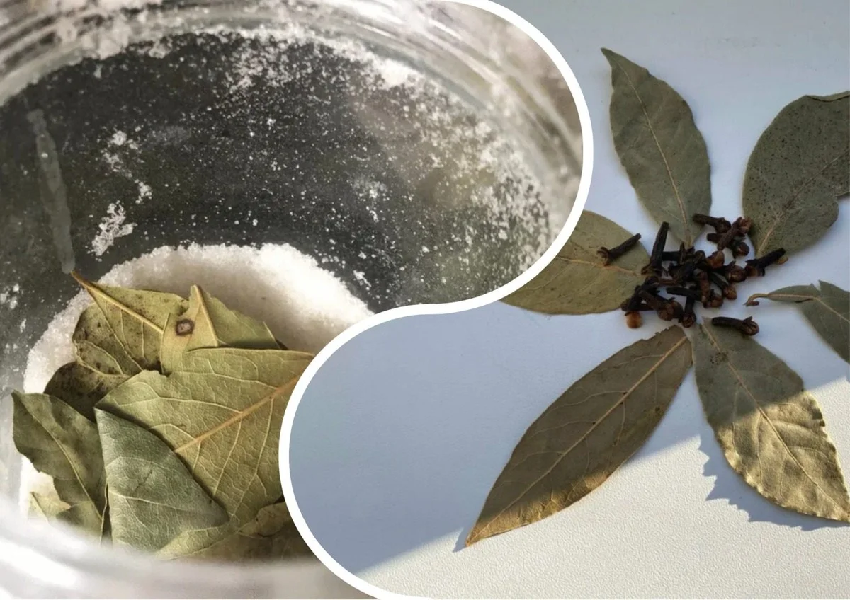 Proč zkušení lidé dávají misku se solí a jedním bobkovým listem na okno