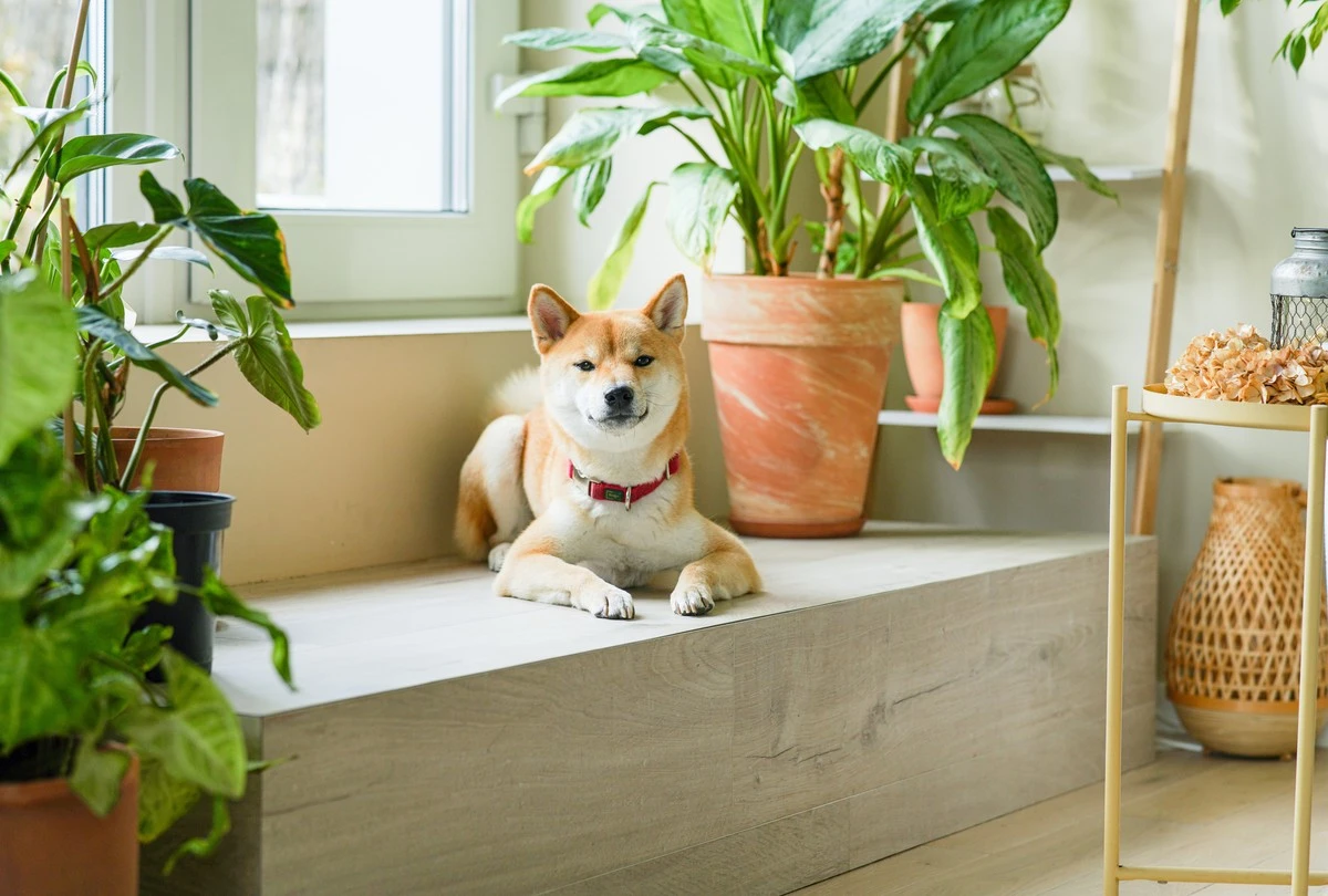 Jak vyrobit květináč z psí misky na vodu – chytrý trik pro váš byt i zahradu