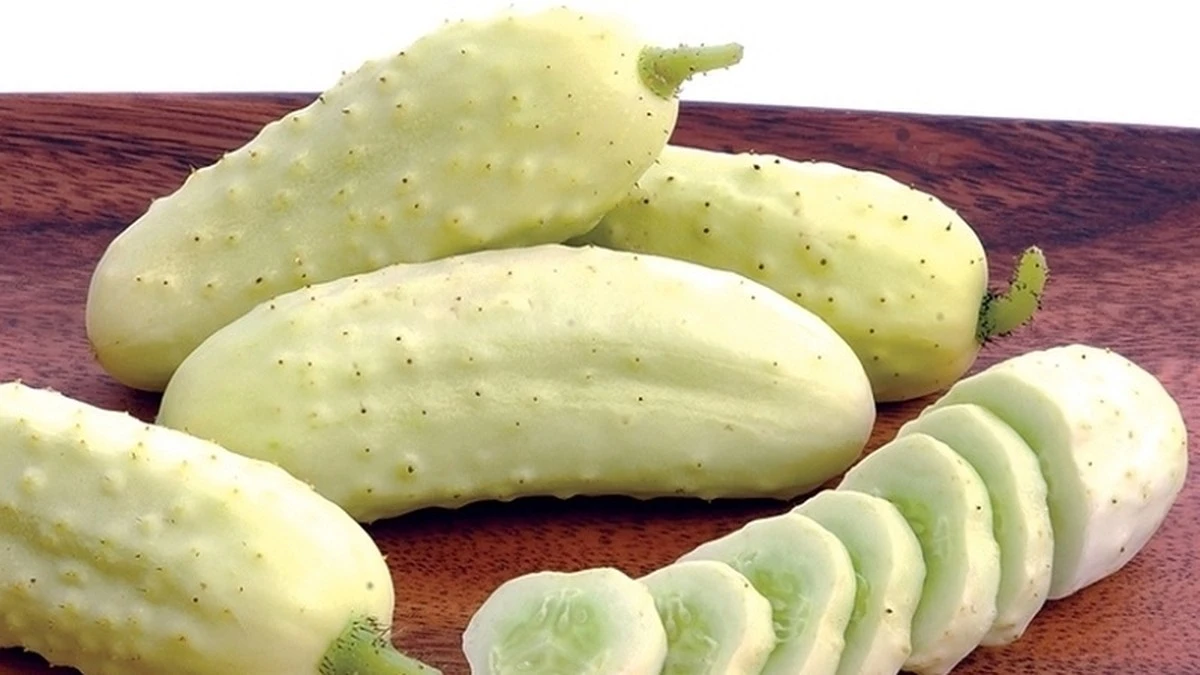 Bílý povlak na okurkách: Proč se objevuje a zda je bezpečné ho jíst - image 2