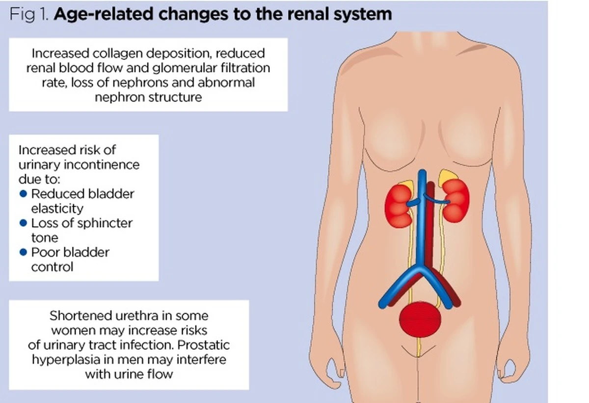 Skryté signály ledvin: Dvě věci, které byste měli sledovat každý den - image 2