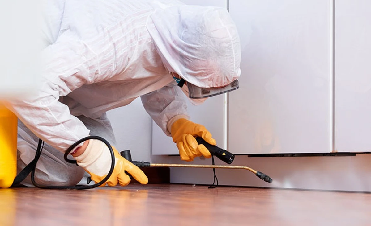 Санітарна служба: три запахи, які таргани ненавидять – і один з них є на кожній кухні - image 2