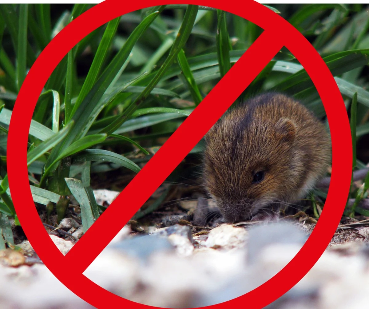 zkouselajsemmet-extra-2.webp Zkoušela jsem metodu babičky: Fóliové kuličky s 3 ingrediencemi a myši zmizely bez pastí - image 2