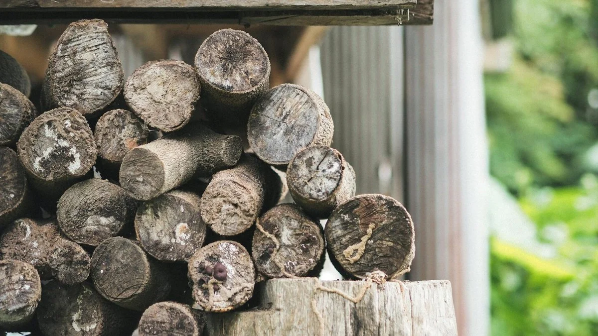 Nejlepší topivo pro váš krb: Tři dřeva, která vás udrží déle v teple s minimem kouře