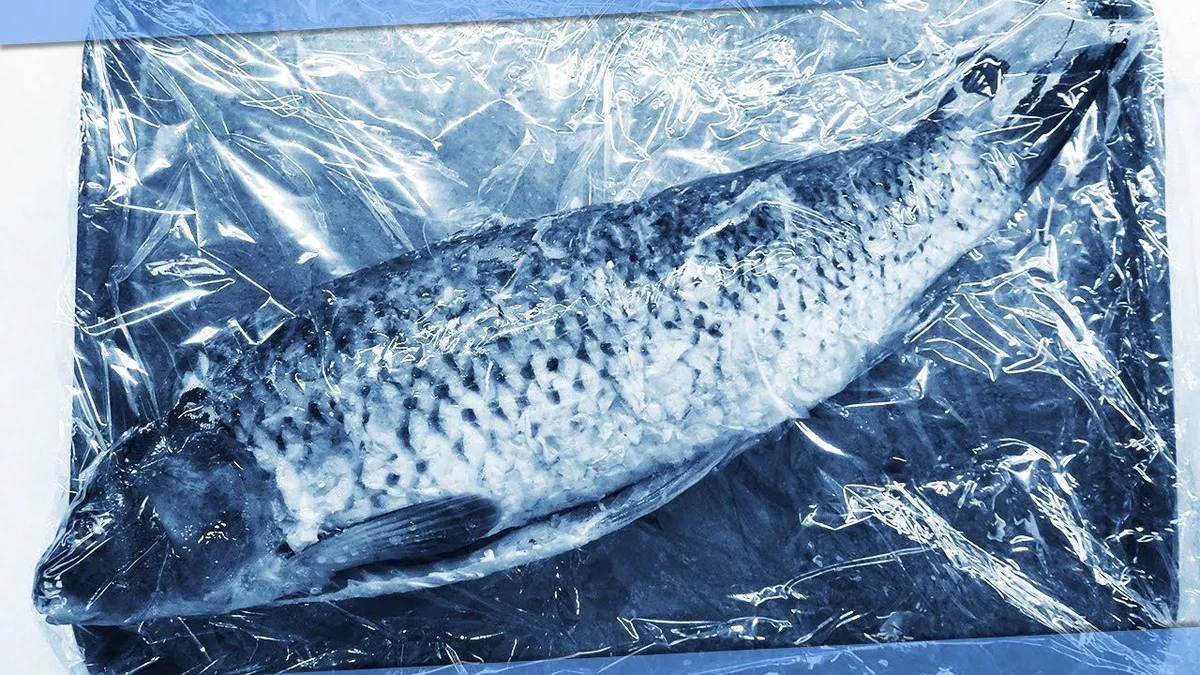 Proč zkušení kuchaři nikdy nerozmrazují ryby ve vodě: Metoda „dvou sáčků“ zachová šťavnatost
