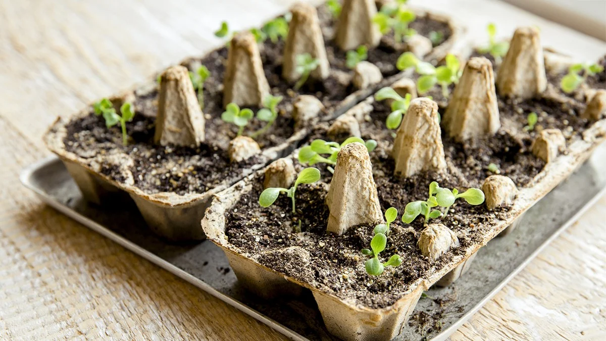 Proč zkušení Češi drží v každém mrazáku prázdný karton od vajec (Není to kvůli nim) - image 2