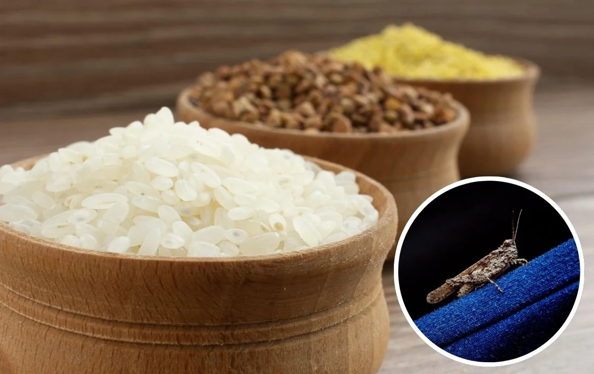 Proč zkušení Češi dávají hřebíček do skříně: Laciný trik proti molům vydrží půl roku