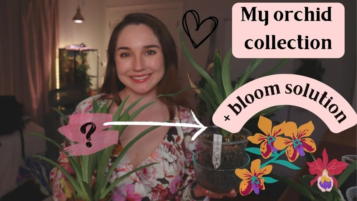 Proč se orchideje nedaří? Zkuste metodu, při které se na 10 minut namočí - image 1