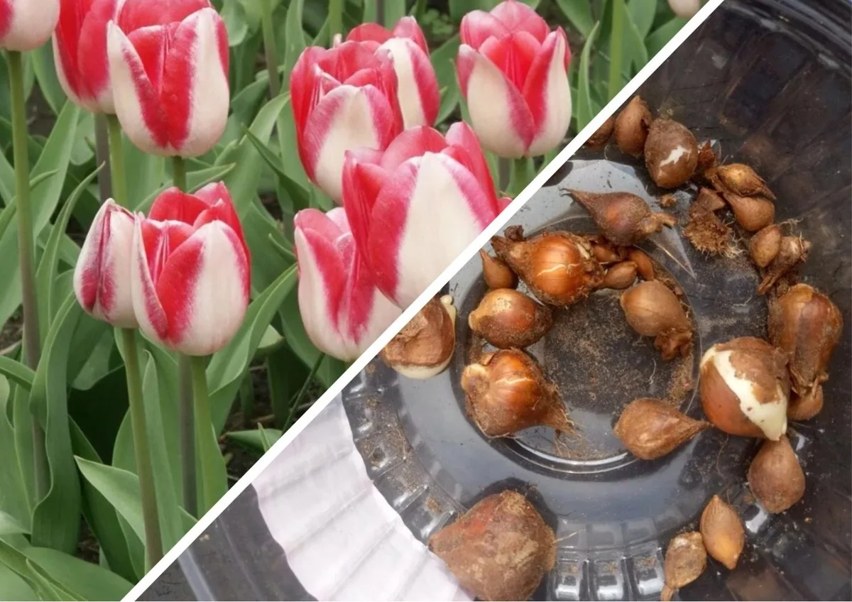 Proč zkušení zahradníci sází tulipány "pod lopatku" za pouhých 30 minut