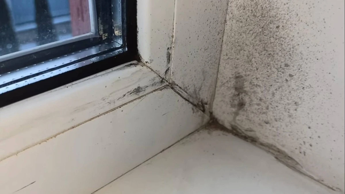 5 osvědčených způsobů, jak se zbavit plísně v bytě – nezklame vás žádný