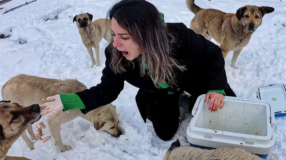 Proč zkušení ochránci zvířat nikdy nedávají kosti, ale vaří teplou kaši: Tři minuty, které zachraňují život - image 1