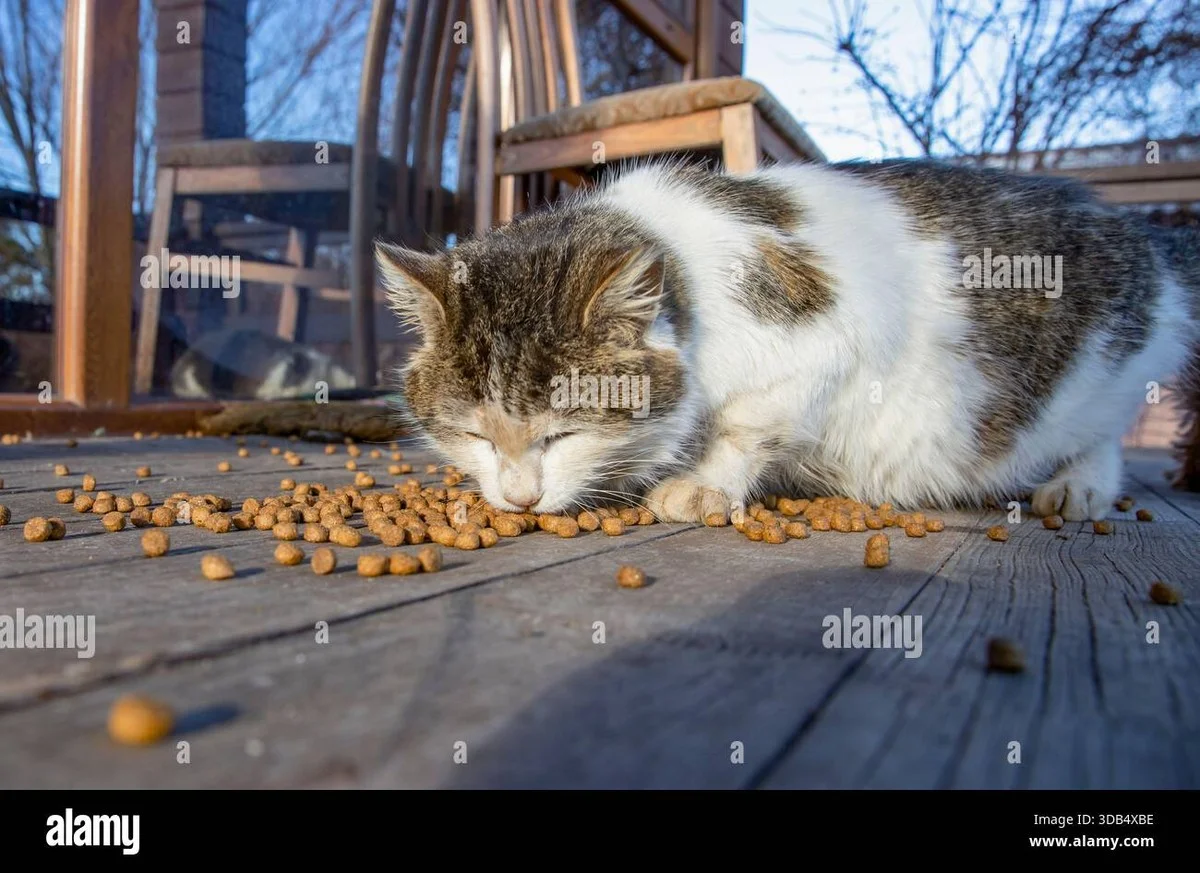 Proč zkušení ochránci zvířat nikdy nedávají kosti, ale vaří teplou kaši: Tři minuty, které zachraňují život - image 2