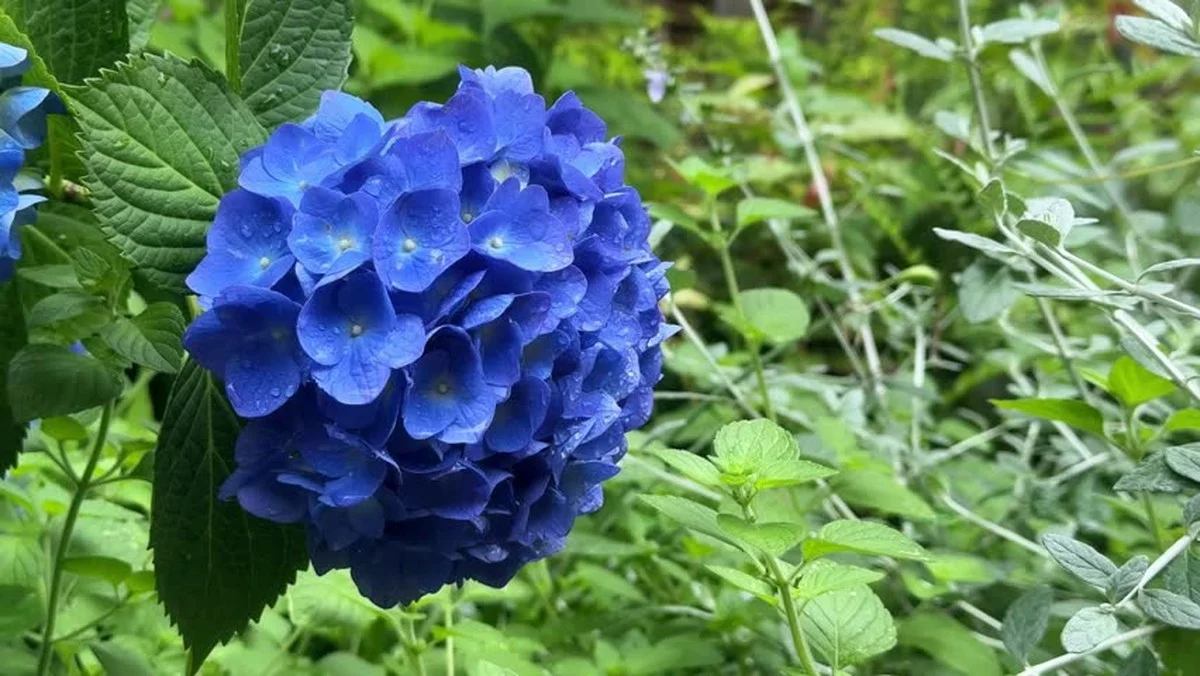 3 chyby, kterými ničíte božskou hortenzii: Zjistěte, jak ji donutit k záplavě květů - image 2
