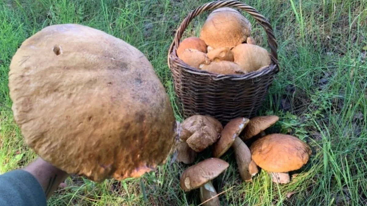 Tři důvody, proč zkušení houbaři namočí staré kloboučky hub do vody (a za rok sbírají hřiby na zahradě)