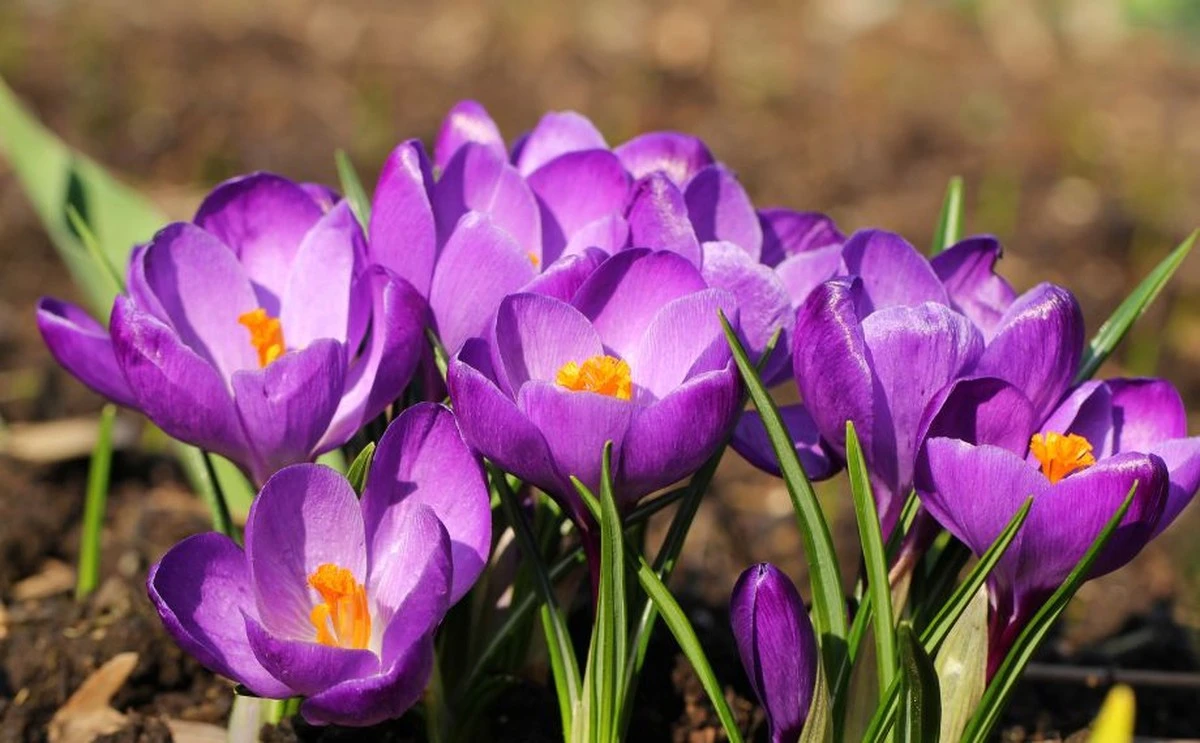 Dva druhy šeříkových kytic si domů nenosíte: „kradou“ finanční tok a štěstí – lidové pověry - image 1