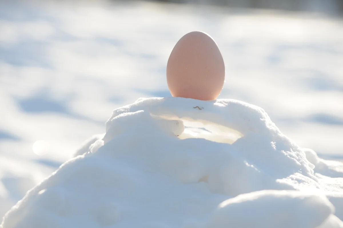 Tři lžíce této suroviny zajistí nosnost slepic i v mrazech -25 °C - image 2