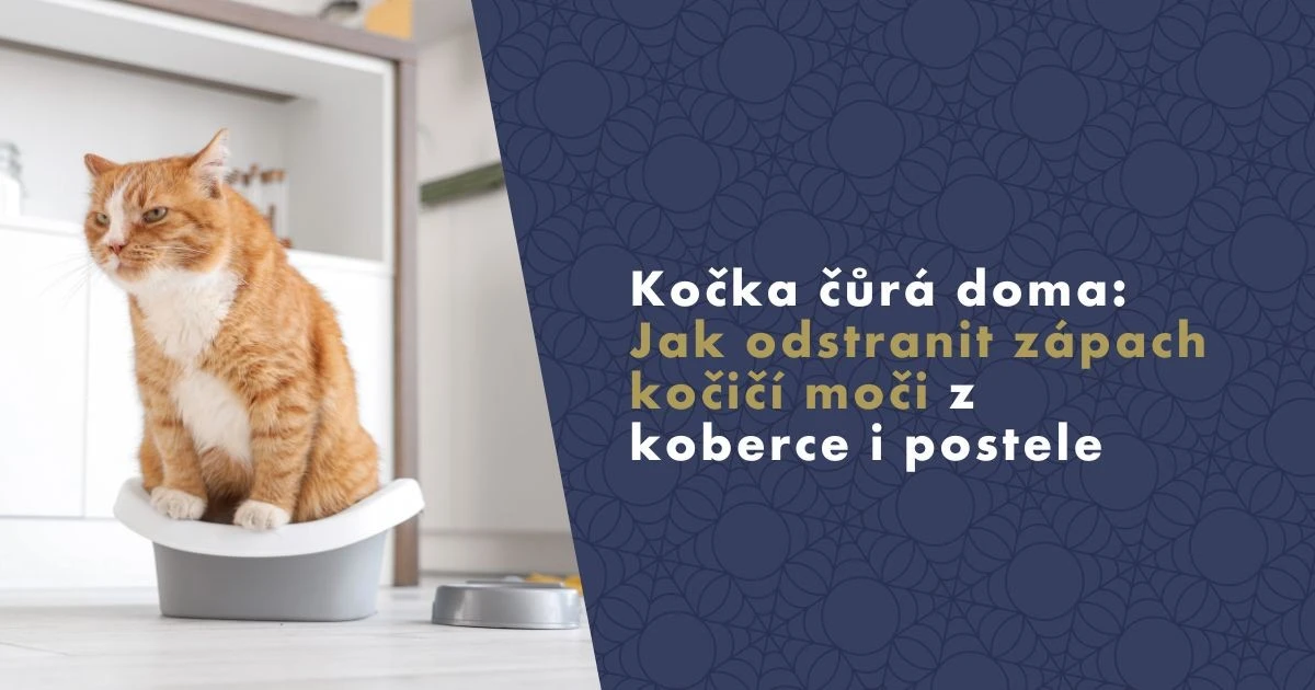 Jedna lžíce tohoto vylepší váš úklid a zbaví byt kočičího zápachu - image 1