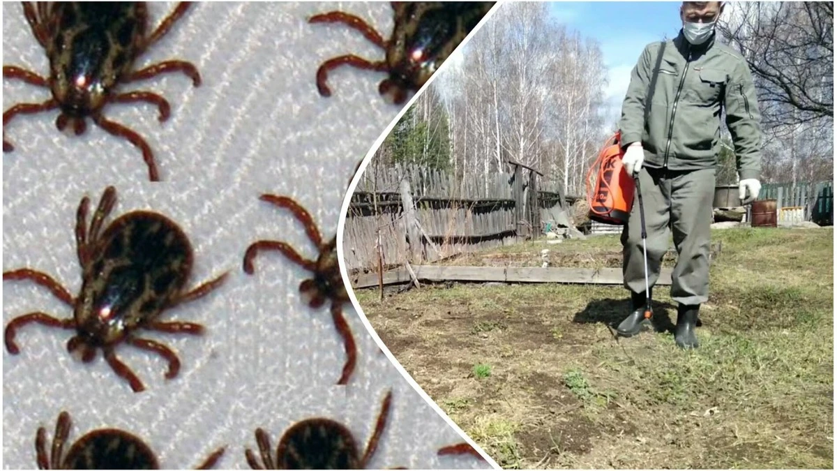 Zkušená zahrádkářka radí: Jak se zbavit klíšťat na pozemku pomocí bylinek a plotů – trik z 38 let praxe