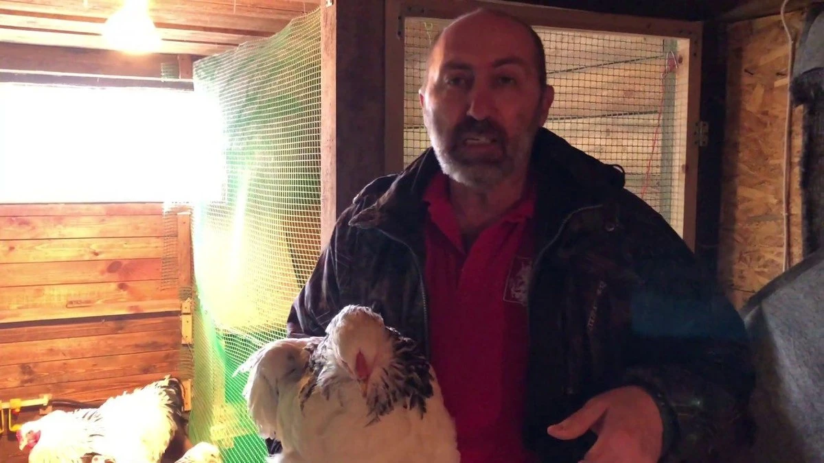 Proč slepice přestaly klovat svá vejce: vajíčko ve hnízdě