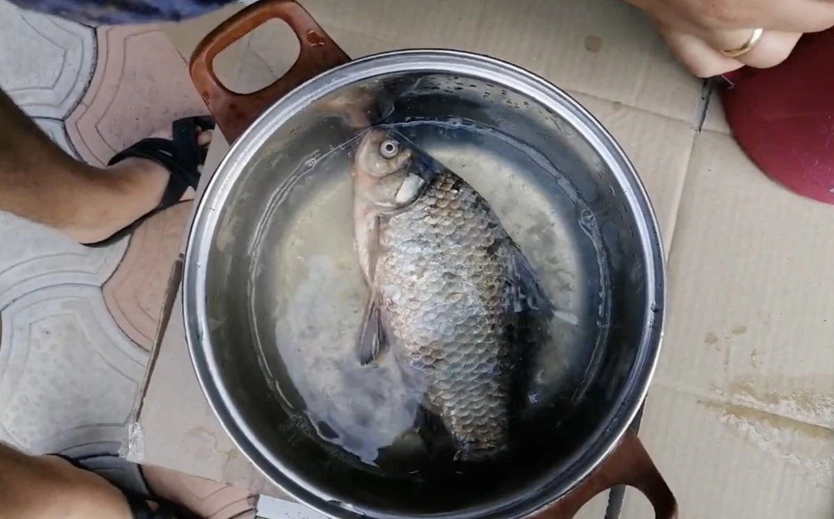 Jak vyčistit rybu za 30 sekund bez nepořádku: rybářské triky, které nikdo neumí
