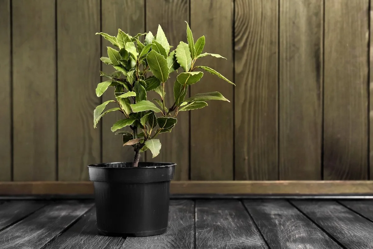 ctyriskrytamist-extra-1.webp Čtyři skrytá místa v domě, kam dát bobkový list pro přilákání prosperity a peněz - image 1