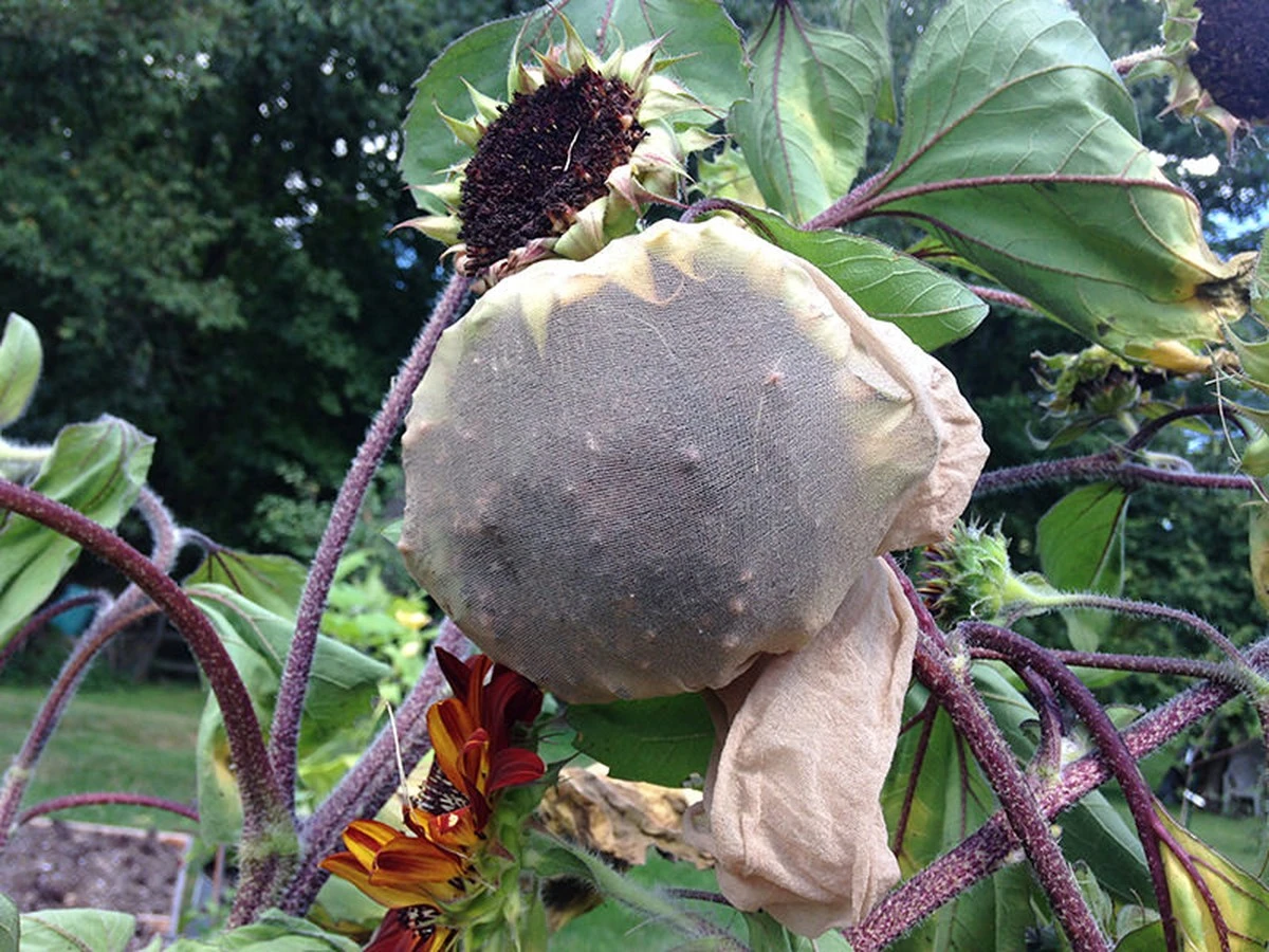 starepuncochace-extra-1.webp Staré punčocháče zahradní zahrada – skryté poklady z vaší skříně - image 1