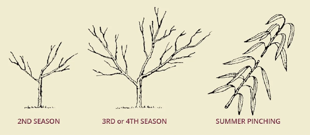3 chyby při řezu broskvoní, po kterých sklidíte jen třetinu - image 1
