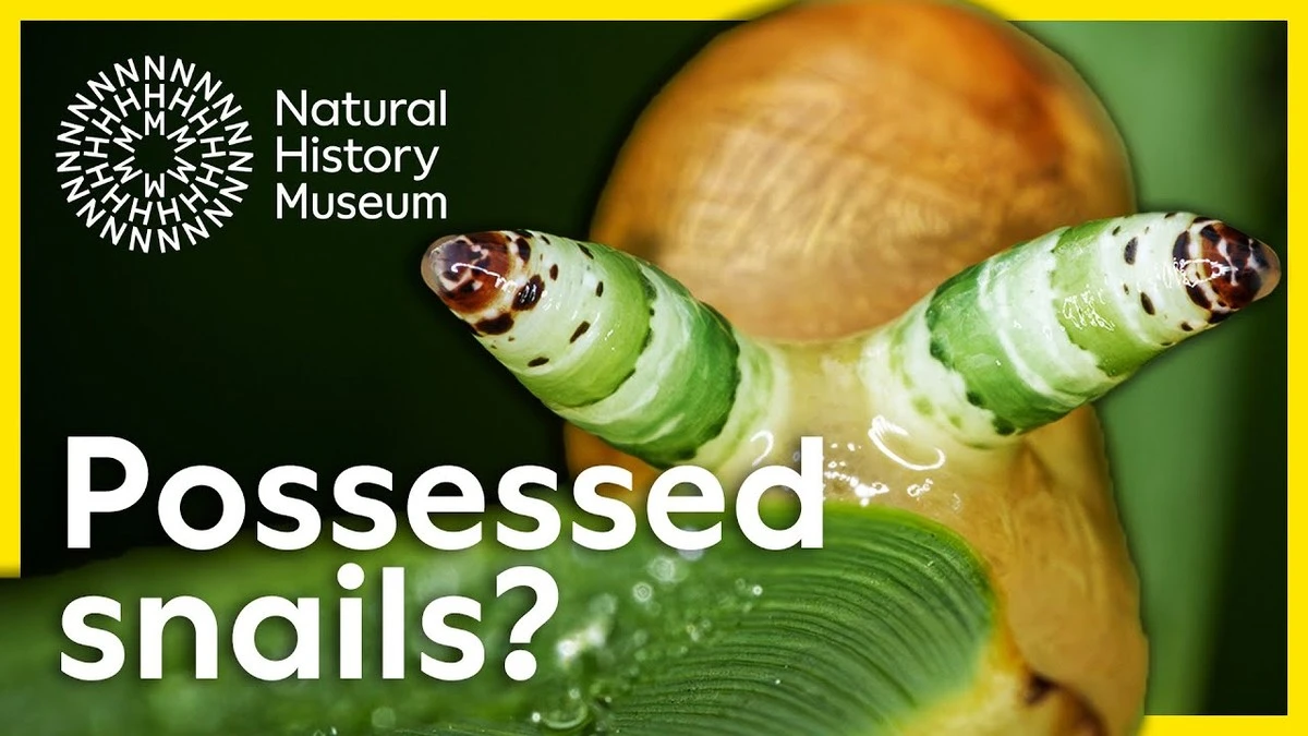 vylectesvymslep-extra-2.webp Vylečte svým slepicím jarní svědění: Připravte jim unikátní „pískovou lázeň“ - image 2