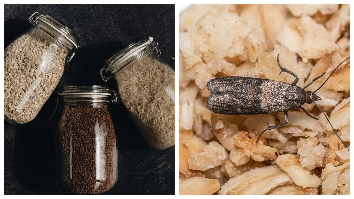 Soused, který 25 let řídil potravinové sklady, mi ukázal fintu s lahví a hřebíčkem: Molové zmizí ihned