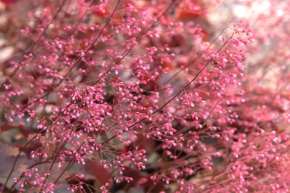 Odolná trvalka, která vylepší váš stín: Tajemství pěstování dlužichy