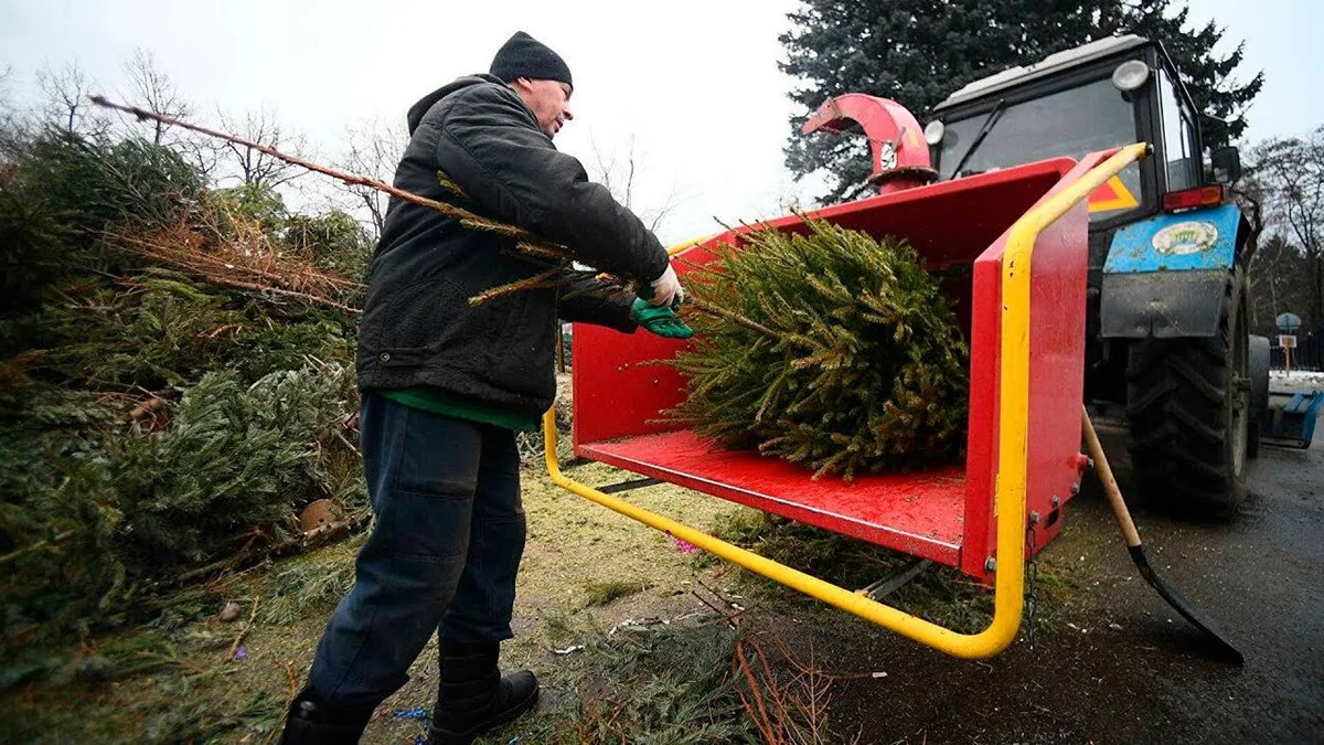 Proč zkušení zahrádkáři NIKDY nevyhazují vánoční stromek: Tři chytré nápady